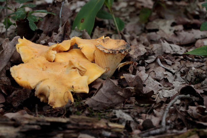 cantharellus cibarius (8).JPG