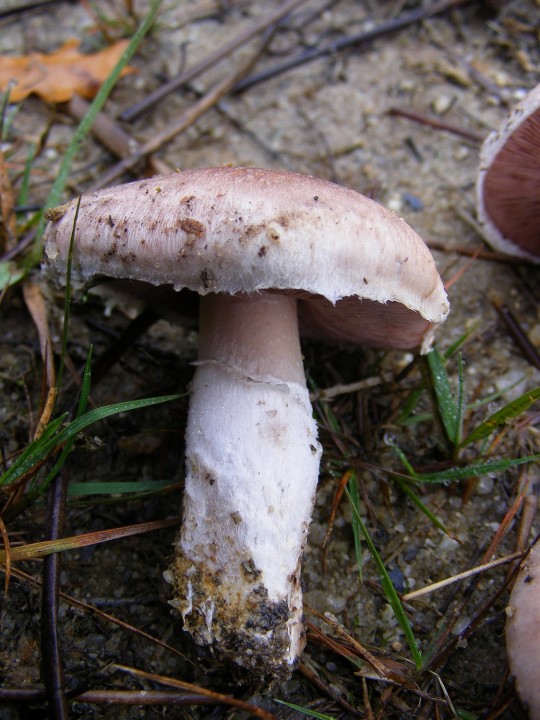 Agaric sp 1.jpg