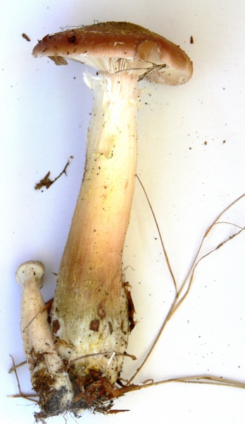 resized_P1000424.jpg