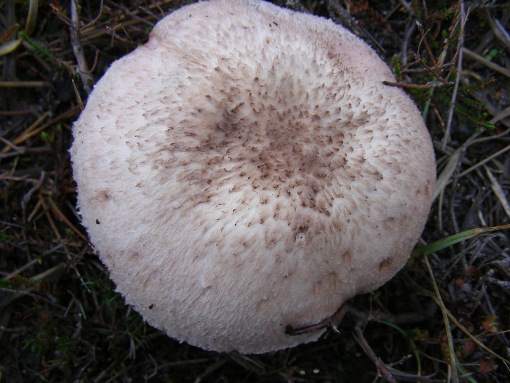 Agaricus 1.jpg