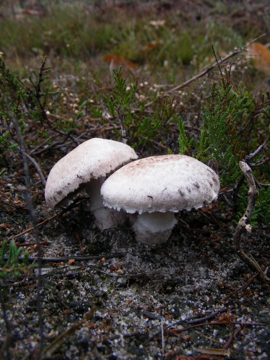 Agaricus 4.jpg