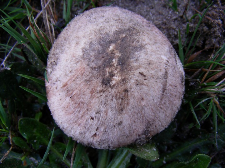 Agaricus 5.jpg