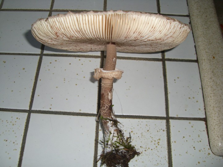 CIMG5127.jpg