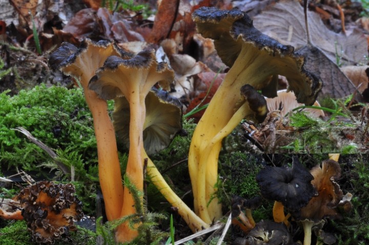 C. lutescens-redim726.JPG
