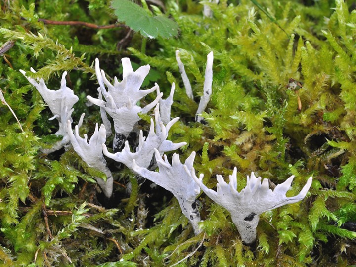 Xylaria_hypoxylon_02.jpg