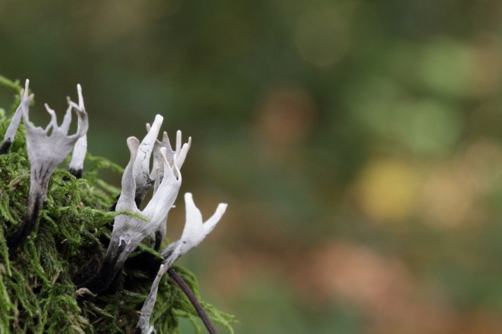 xylaire du bois_1.JPG