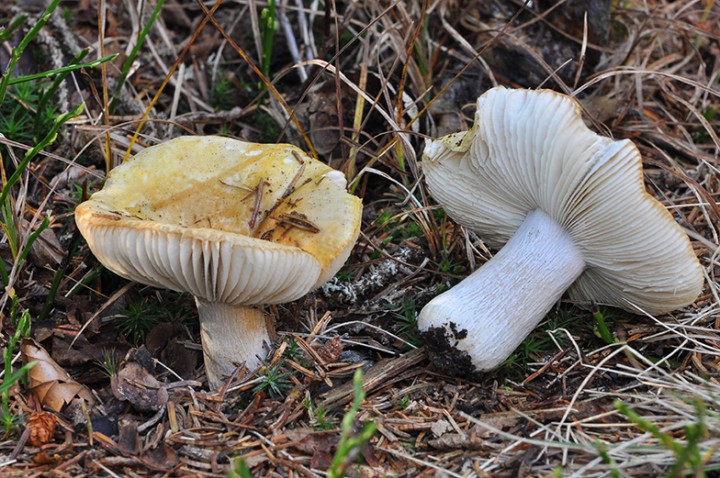 Russula_ochroleuca_02.jpg