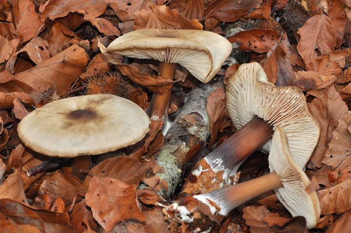 Collybia_butyracea_azema_02.jpg
