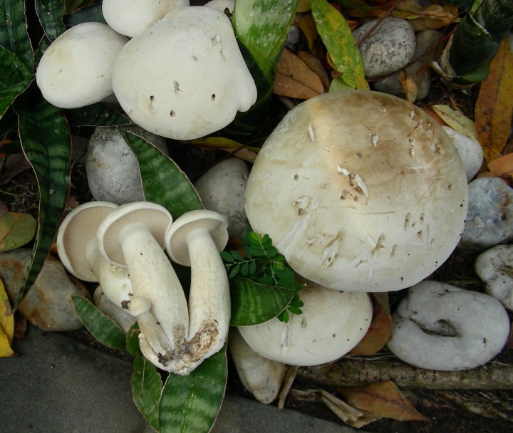 DSCN1873.JPG