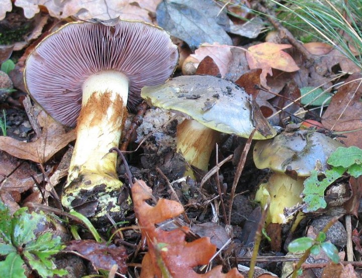 Cortinarius-ionochlorus-1.JPG