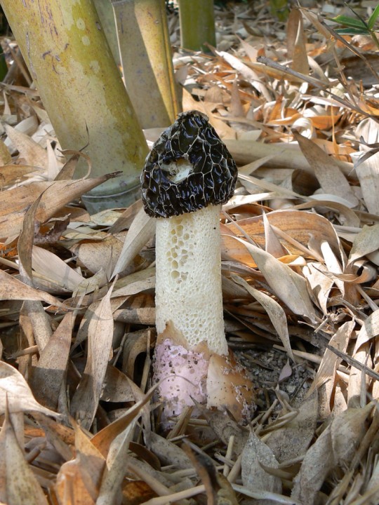 Phallus-hadriani.jpg
