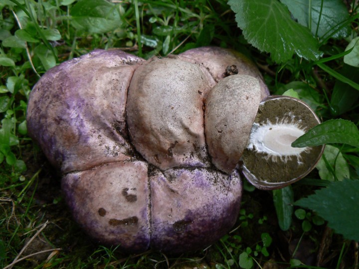 Phallus-hadriani_01.jpg