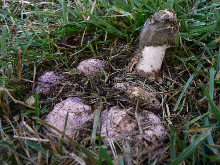 Phallus-hadriani_02.jpg