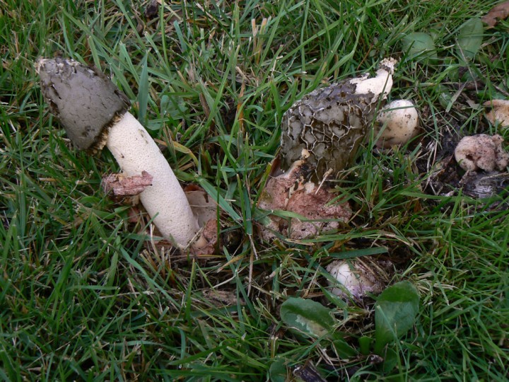 Phallus-hadriani_03.jpg