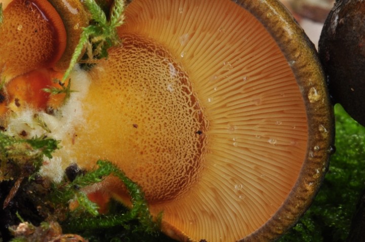Panellus serotinus 10-redim726.JPG