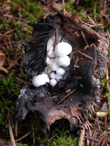 DSCN7822.jpg