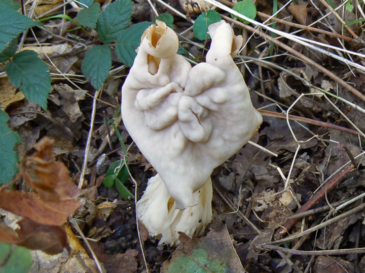 P1000355.jpg