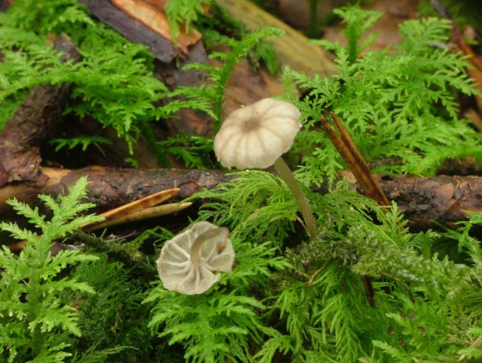 mycena sp.jpg
