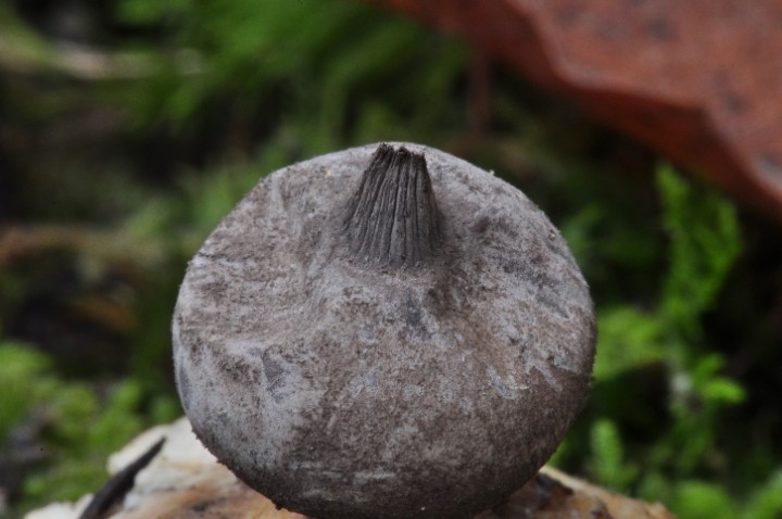 DSC_1048.JPG