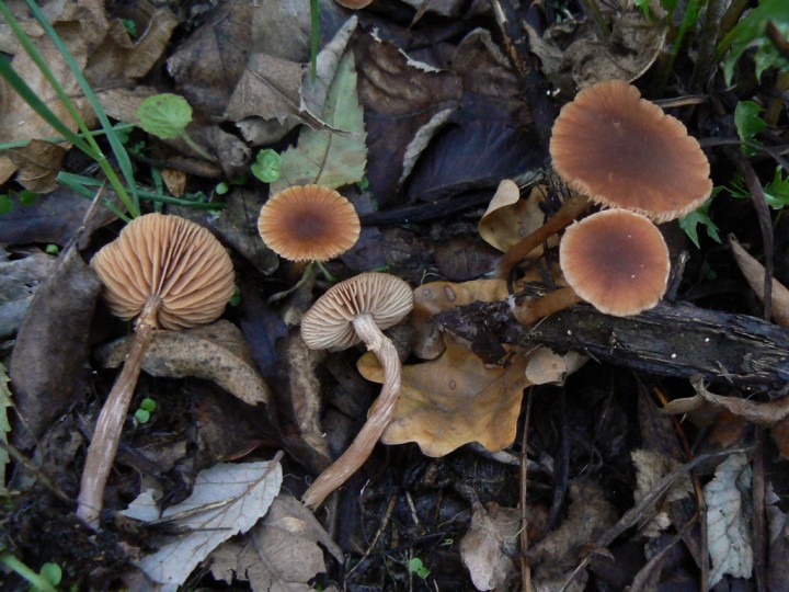 P1200542.jpg