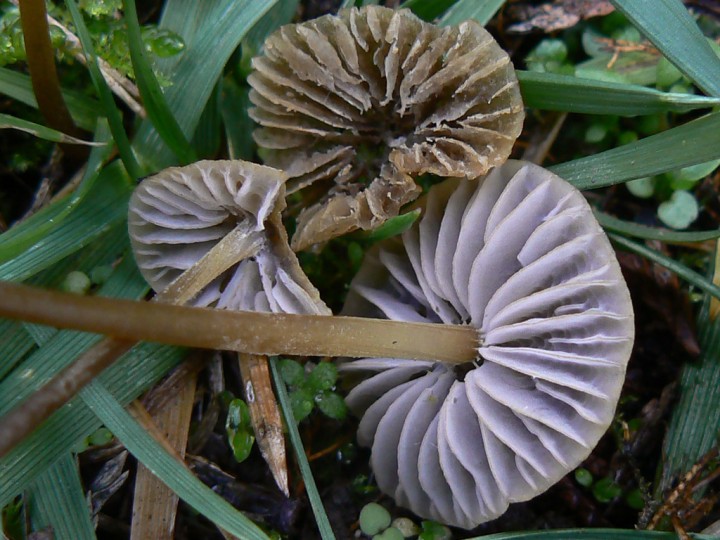 Détail des lames