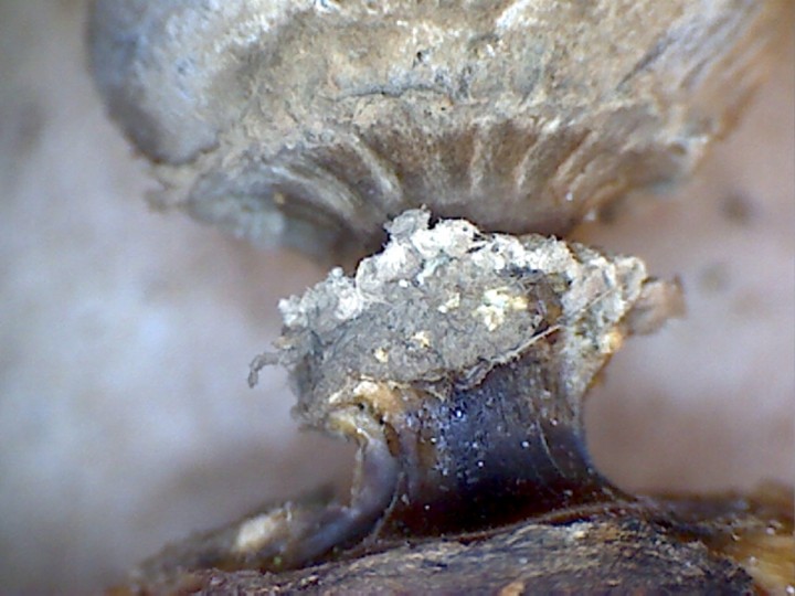 Geastrum xxx Loverval 24 Sept 2011  013.jpg