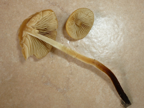 resized_P1070437.jpg