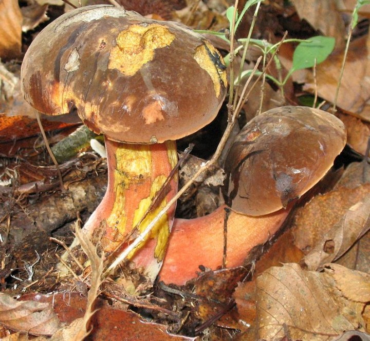 boletus-erythropus-11-11-2011.JPG