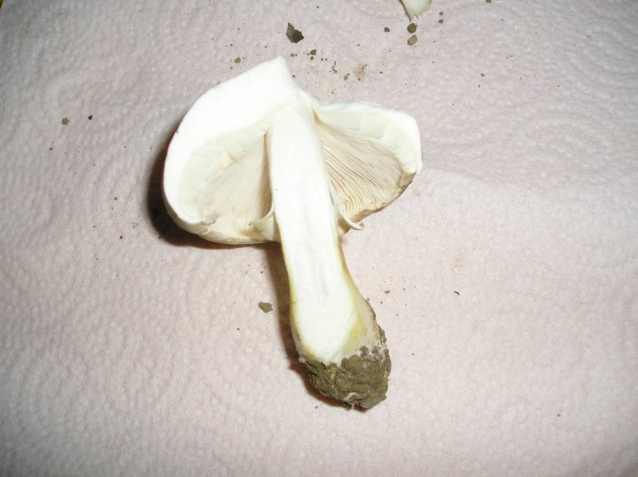 Leucoagaricus ou .JPG