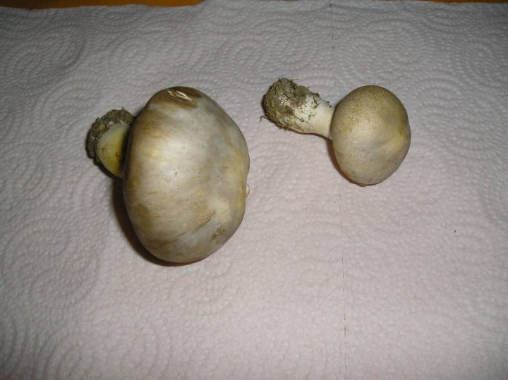 Leucoagaricus ou  (2).JPG