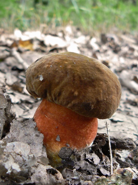 PL_Boletus-erythropus_01.jpg