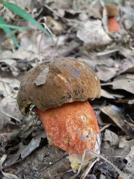 PL_Boletus-erythropus_02.jpg