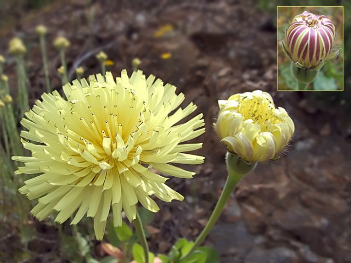 Urospermum_dalechampii.jpg
