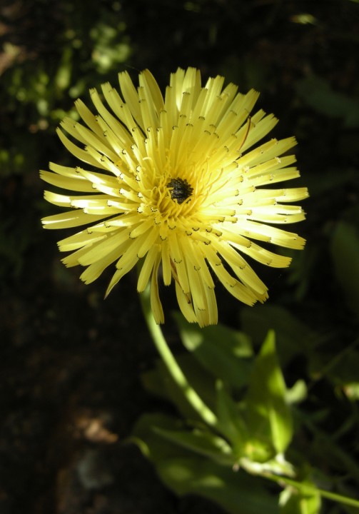 Urospermum delachamp(s)ii réduite pour Champi.jpg