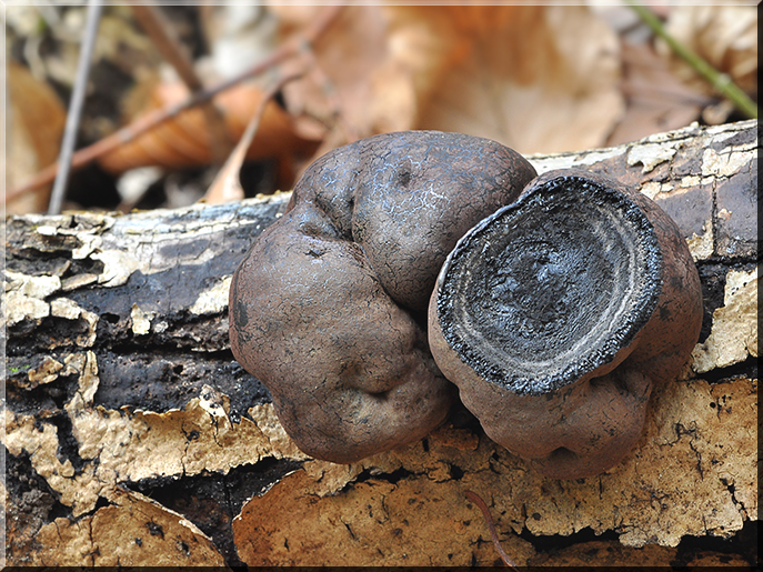 Daldinia_concentrica_02.jpg