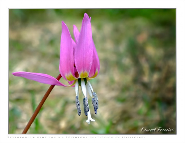 Erythronium_dens_canis.jpg