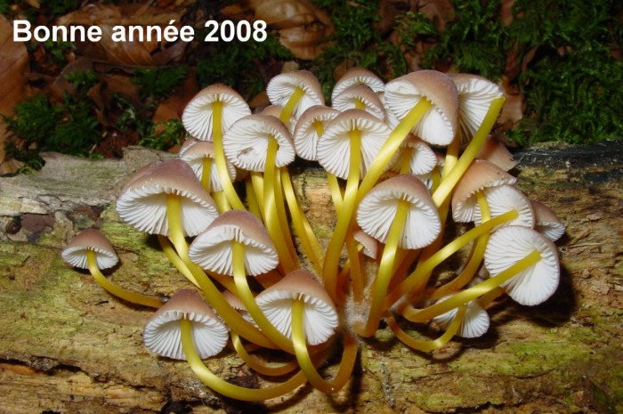 mycena renatii-redim1280.jpg