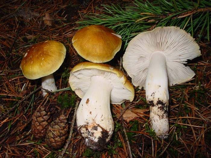 tricholoma.jpg