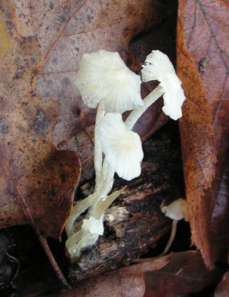 PICT4160 Mycena.JPG