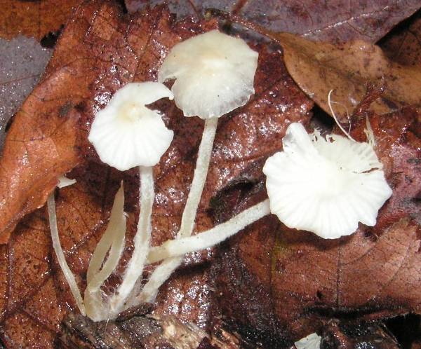 PICT4164 Mycena.JPG