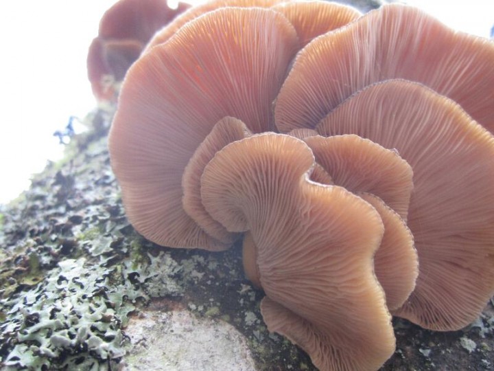 2011.12.05.HYDRION.fungi.X.X.JR (15)_800x600.jpg