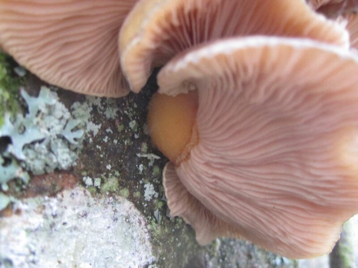 2011.12.06.HYDRION.fungi.SARKOMYXA.SEROTINA.JR (7)_800x600.jpg