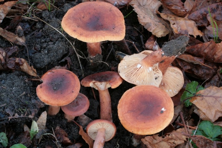 Copie de IMG_3930.JPG