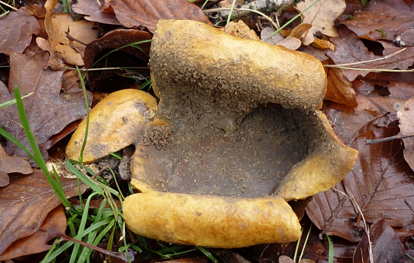 resized_P1070660.jpg