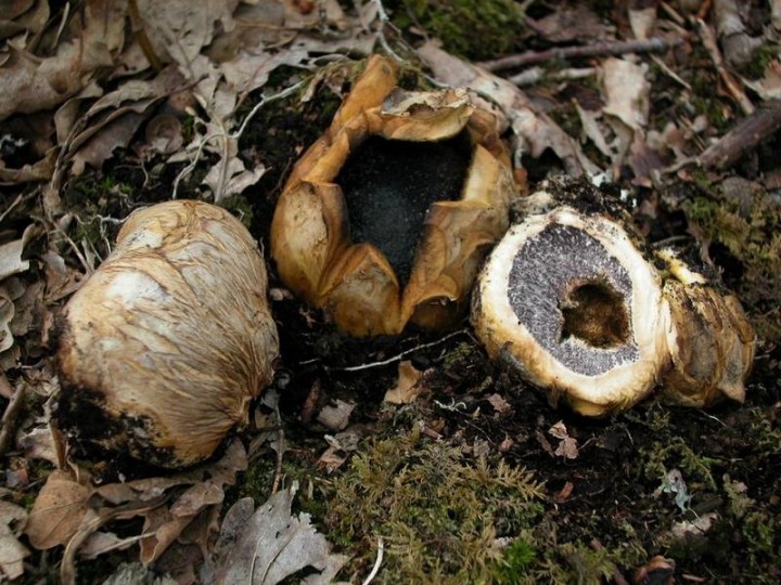 sceroderma géaster