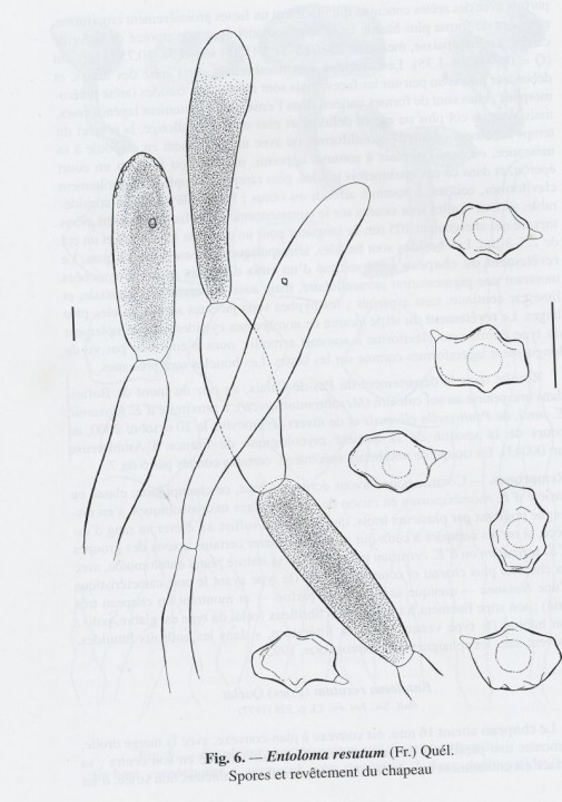 Entoloma_resutum.JPG