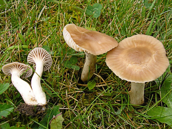 Cuphophyllus_colemannianus.jpg