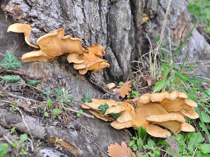 Paxillus_Tapinella_panuoides.jpg