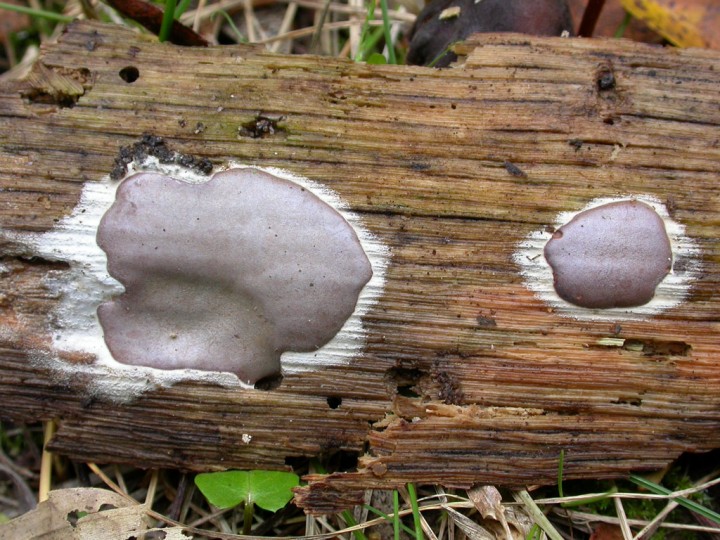 Photo : Pascal Ribollet (AMO Nantes)