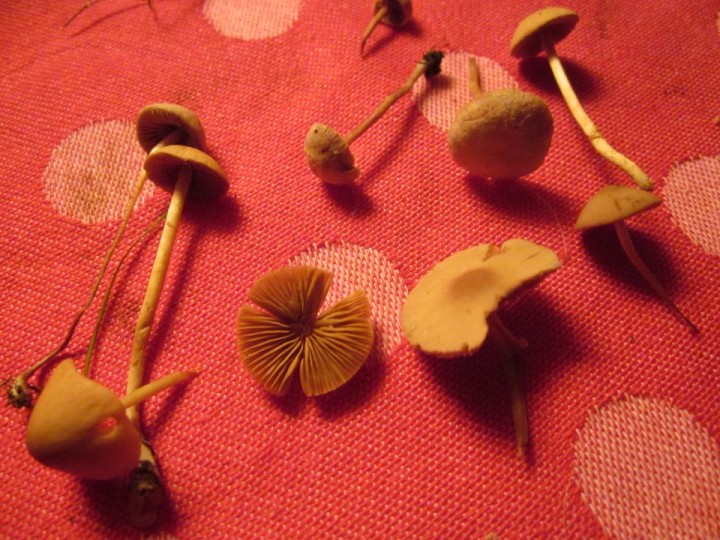 champignon inconnu.jpg